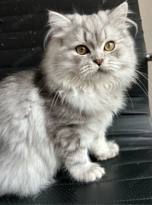 Silberne Langhaarkatze (jung, geb. 17.08.) neugierig & ausdrucksstark