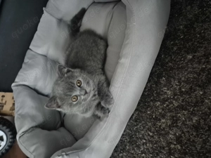 BKH Wunderschönes Katzenmädchen sucht liebevolles Zuhause