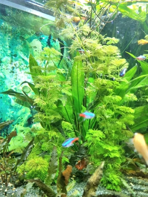 Riesen-Haarnixe (Cabomba aquatica) Bund   Schnellwachsende Eleganz für Ihr Aquarium