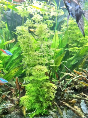 Riesen-Haarnixe (Cabomba aquatica) Bund   Schnellwachsende Eleganz für Ihr Aquarium