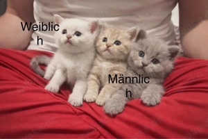 BKH Süße Kitten in liebevolle Hände abzugeben "