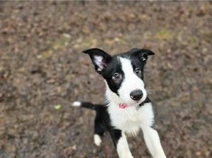 Bordercollie Welpe Ronja