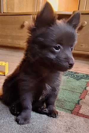 Brauner Spitz Chihuahua Mischlingswelpe