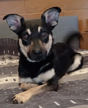     Scooby sucht sein richtiges Zuhause   mit Erfahrung & Herz    