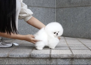 Teddybär-Pomeranian-Welpen aus Champion-Linien