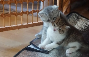 BKH Kitten mit Stammbaum 