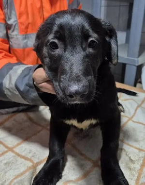 Welpenrüde 175618 stellt sich vor