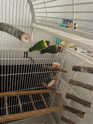 Unzertrennliche Agaporniden Pärchen (Mit Käfig) Bild 4