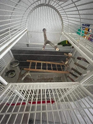 Unzertrennliche Agaporniden Pärchen (Mit Käfig) Bild 5