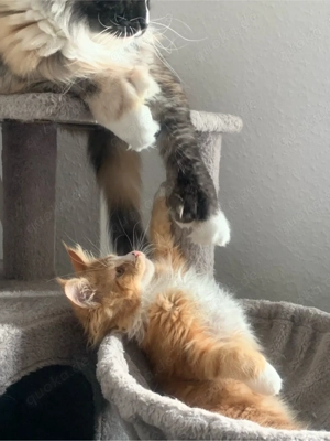 XL Maine Coon Kater abzugeben   verspielt & zutraulich