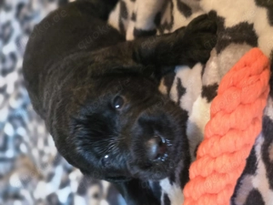 Wunderschöne Labradoodle Welpen suchen ihre Familie