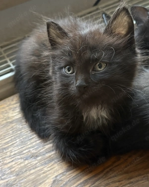 2 Babykatzen suchen ein neues Zuhause ab 31.3 beides Kater