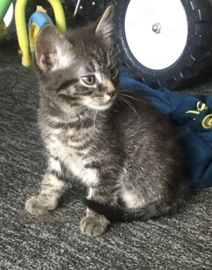 Babykatze sucht ein neues Zuhause ab 18.3  Reserviert 