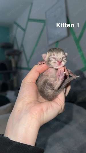 Somali   Maine Coon Kitten   6 Babys geboren am 18.02.2026