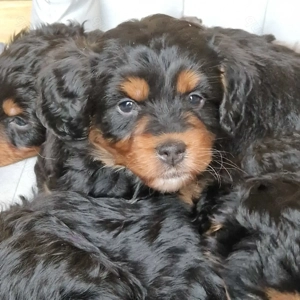 Miniature Australian Shepherd   Pudel 