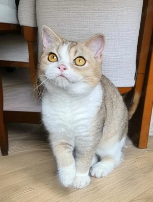 Britisch Kurzhaar Katze