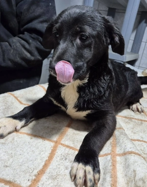 Welpenrüde 175617 sucht sein eigenes Körbchen