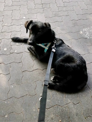 erfahrenes zuhsuse gesucht Bild 3