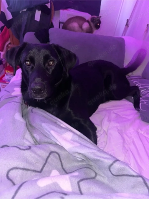 erfahrenes zuhsuse gesucht Bild 2