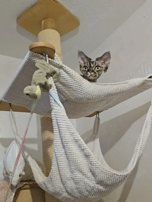 Junges, hübsches  Mädchen Lika sucht ein neues liebevolles Zuhause! Bild 4