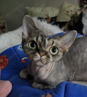 Junges, hübsches  Mädchen Lika sucht ein neues liebevolles Zuhause! Bild 3