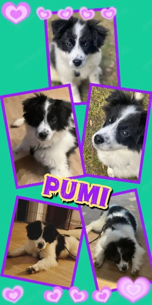 zuckersüßes, lustiges, verspieltes Welpenmädchen "Pumi" ist auf der Suche nach einem Zuhause 