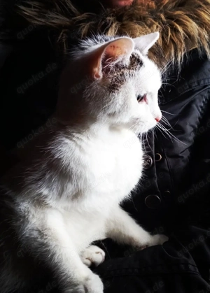 Auszugsbereit! Fröhlicher Schmusekönig 6Mon. Kinderlieb kennt Hunde weiß-getigert Kater Kätzchen 