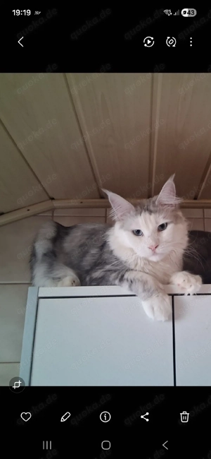 Wunderschöner reinrassiger verschmuster Maine Coon Kater abzugeben. 