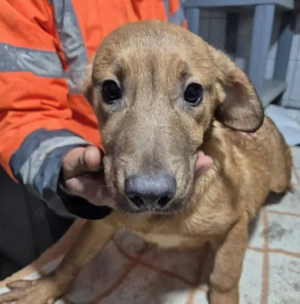 Welpenrüde 175616 sucht seine Menschen