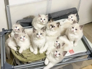 Ragdoll-Kätzchen ab dem 1. März abgabebereit