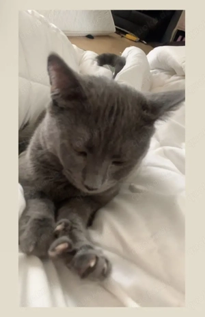 Kater zu verkaufen BKH