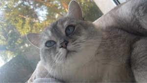 Deckkater Oscar   erfahren und zuverlässig