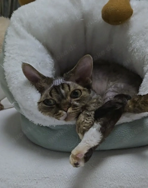 Junges, hübsches  Mädchen Lika sucht ein neues liebevolles Zuhause! Bild 2