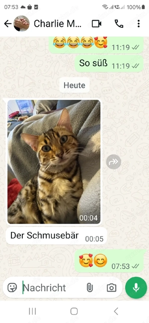 Bengal Kitten mit Stammbam Eltern 10 Tests Kitten Katze Kater  Bild 8