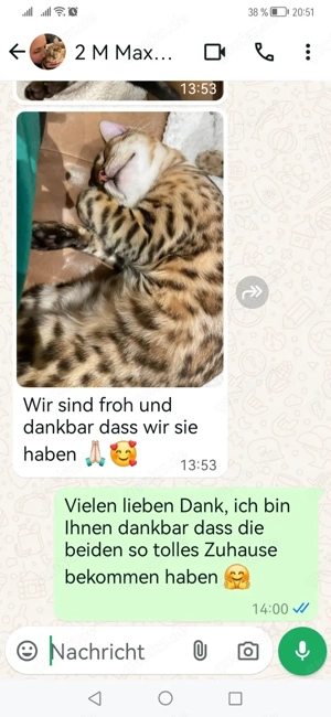 Bengal Kitten mit Stammbam Eltern 10 Tests Kitten Katze Kater  Bild 4