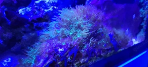 meerwasser Aquarium korallen biologie starter set