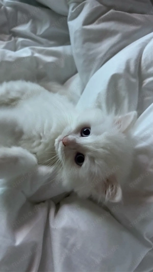 Perser Kitten sucht ein Zuhause   