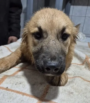 Welpenrüde 175614 sucht seine Familie