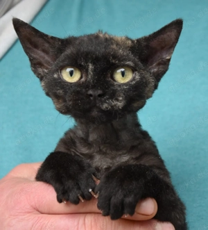 Kitten , Devon Rex,  männlich und weiblich mit Stammbaum, Gesundheitszeugnis, geimpft  und gechipt. 