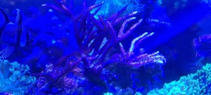 meerwasser Aquarium korallen sps