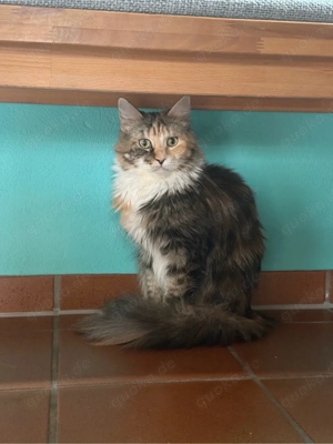 main coon katze 