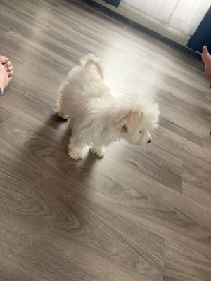 Bichons-Welpen Weiße