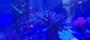 meerwasser Aquarium korallen sps