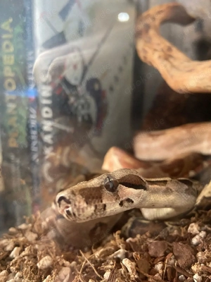 Boa constrictor imperator in gute Hände abzugeben