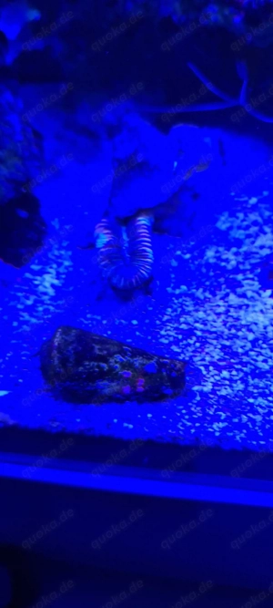 meerwasser korallen fische Aquarium 