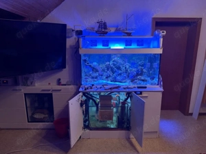 Meerwasseraquarium  Bild 3