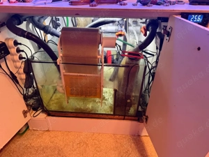 Meerwasseraquarium  Bild 5