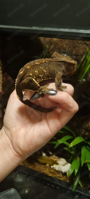 Privat Verkauf von  Kronengecko-Dame  Nougat  (Cappuccino Morph)