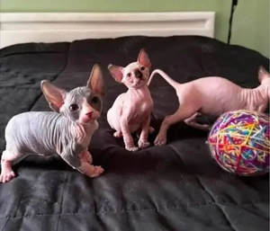 Sphynx-Kätzchen suchen ein neues Zuhause.