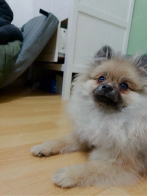 Kleiner Zwerg Pomeranien sucht neues Zuhause
